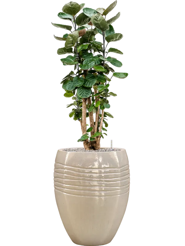 Aralia (polyscias) fabian in Traces Office Plant With Pot 136cm Height 30.5cm Dia